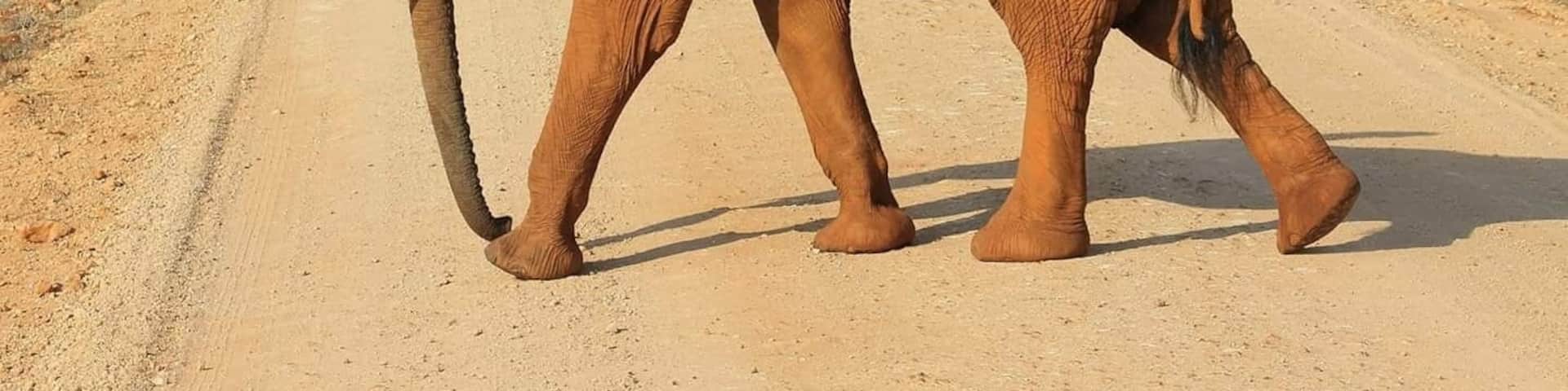 Magical safari in this wonderful place, close call with this elephant charging at jeep