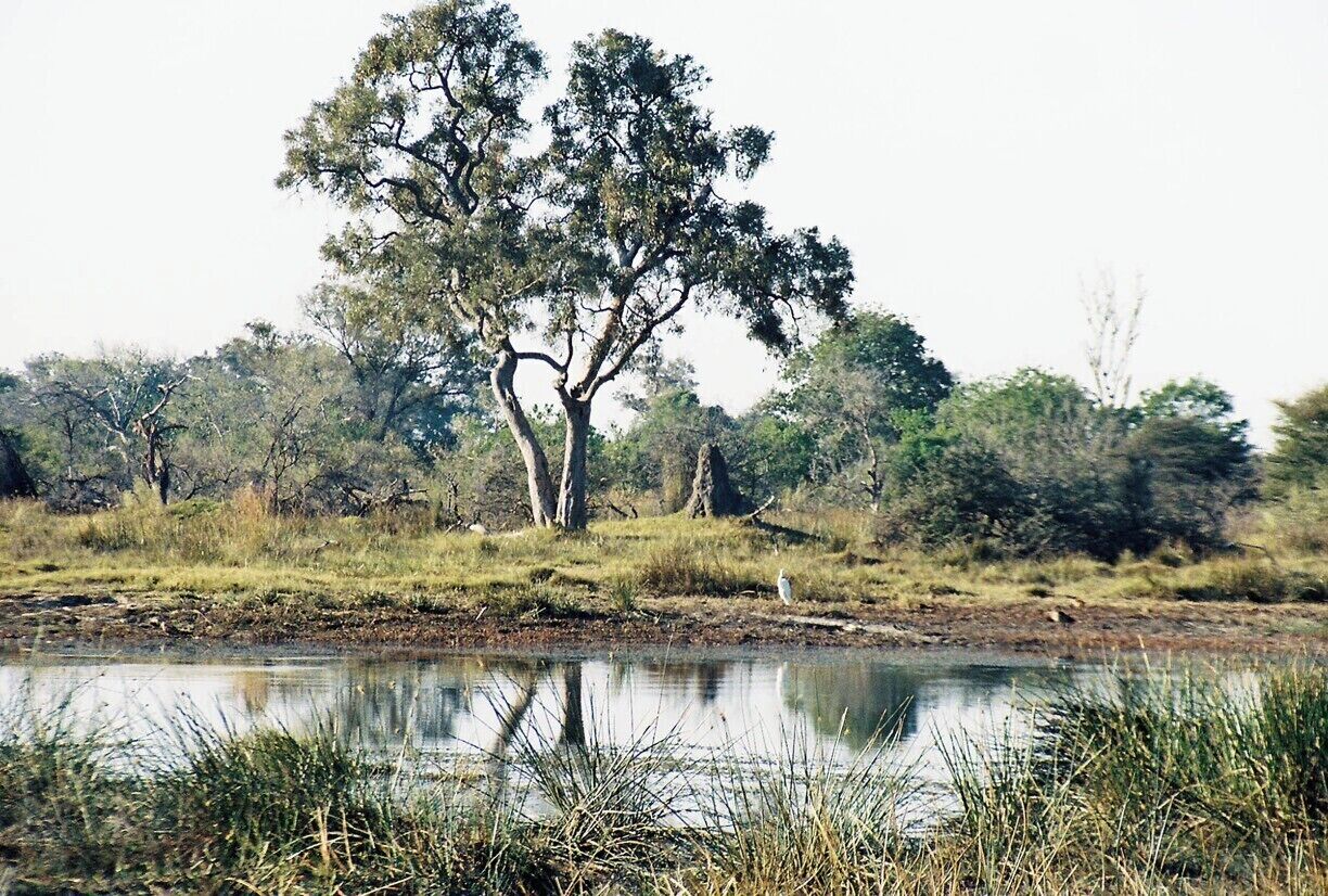 Landscape in the Moremi Game Reserve, Okavango Delta, Botswana. The Okavango Delta is a flat, sandy maze of water and land, a huge oasis of wildlife in the middle of the Kalahari Desert. It's isolated and expensive to get to, but it's worth the cost to stay in one of the safari camps and sleep among the wildlife.
