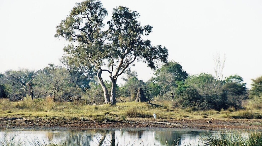 Landscape in the Moremi Game Reserve, Okavango Delta, Botswana. The Okavango Delta is a flat, sandy maze of water and land, a huge oasis of wildlife in the middle of the Kalahari Desert. It's isolated and expensive to get to, but it's worth the cost to stay in one of the safari camps and sleep among the wildlife.