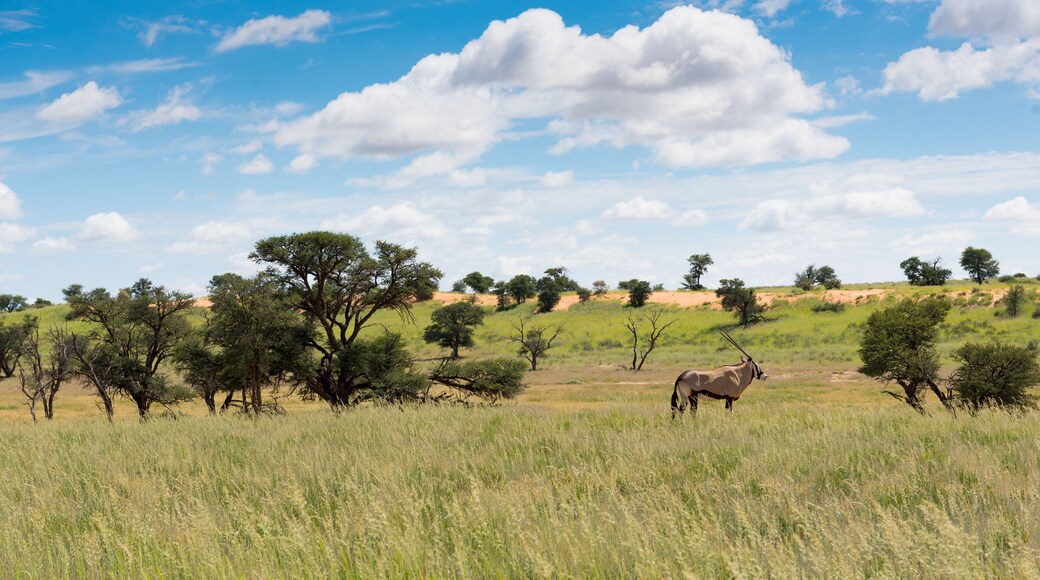 Oryx Antelope In The Auob Valley In The Rainy Season Kgalagadi Transfrontier National Park South Africa