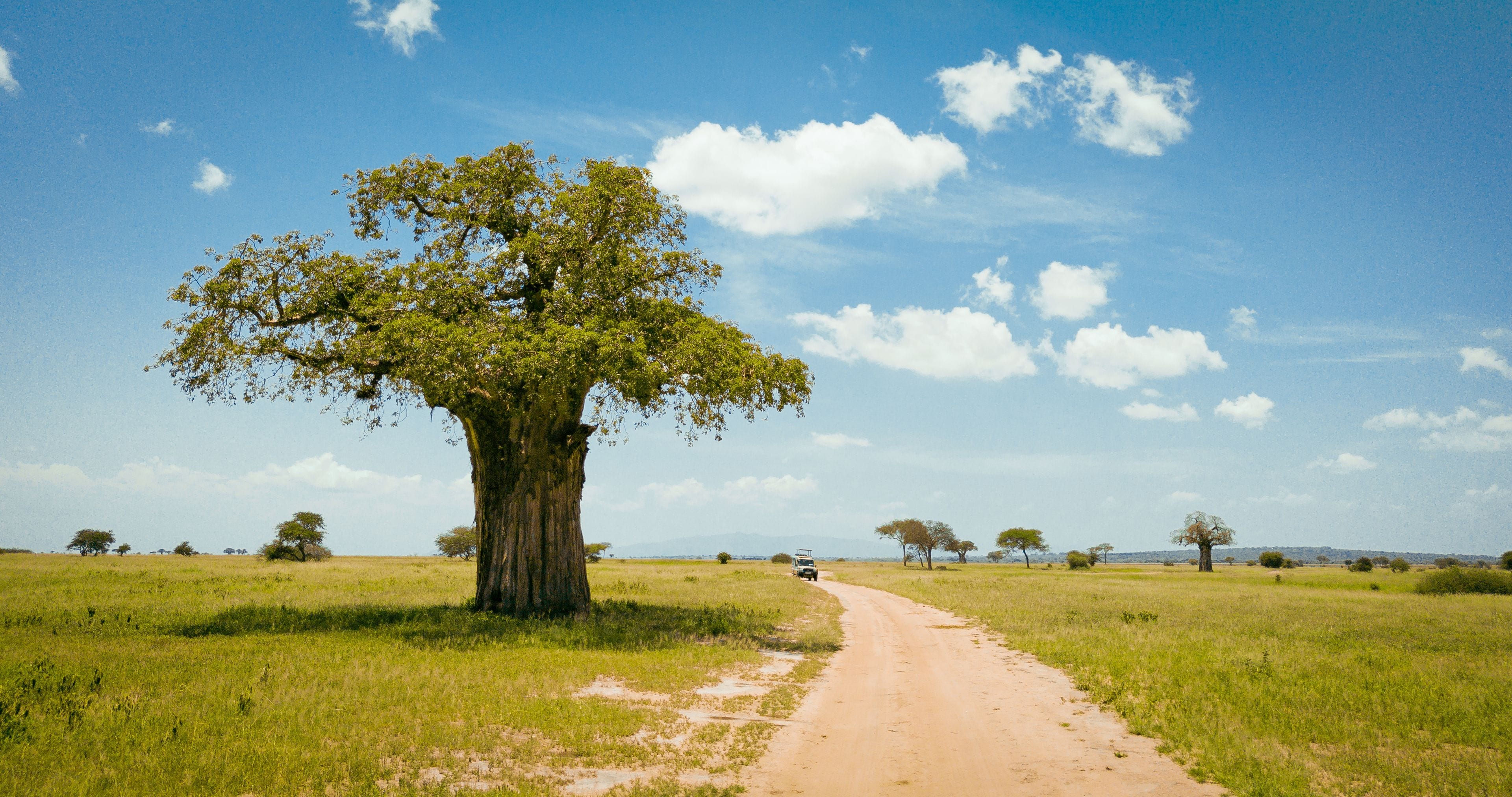 A dirt road leading to a large tree in a grassy field with a clear sky.
