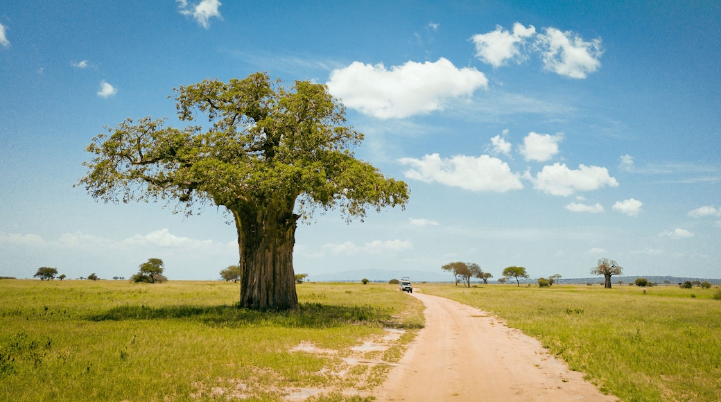 A dirt road leading to a large tree in a grassy field with a clear sky.