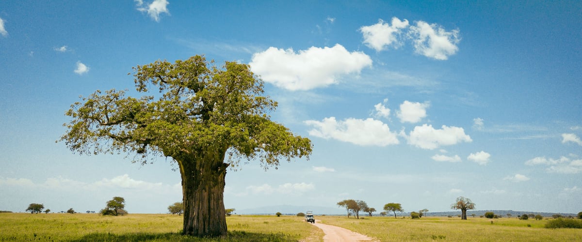 Ein Feldweg führt zu einem großen Baum in einer grünen Wiese unter blauem Himmel.