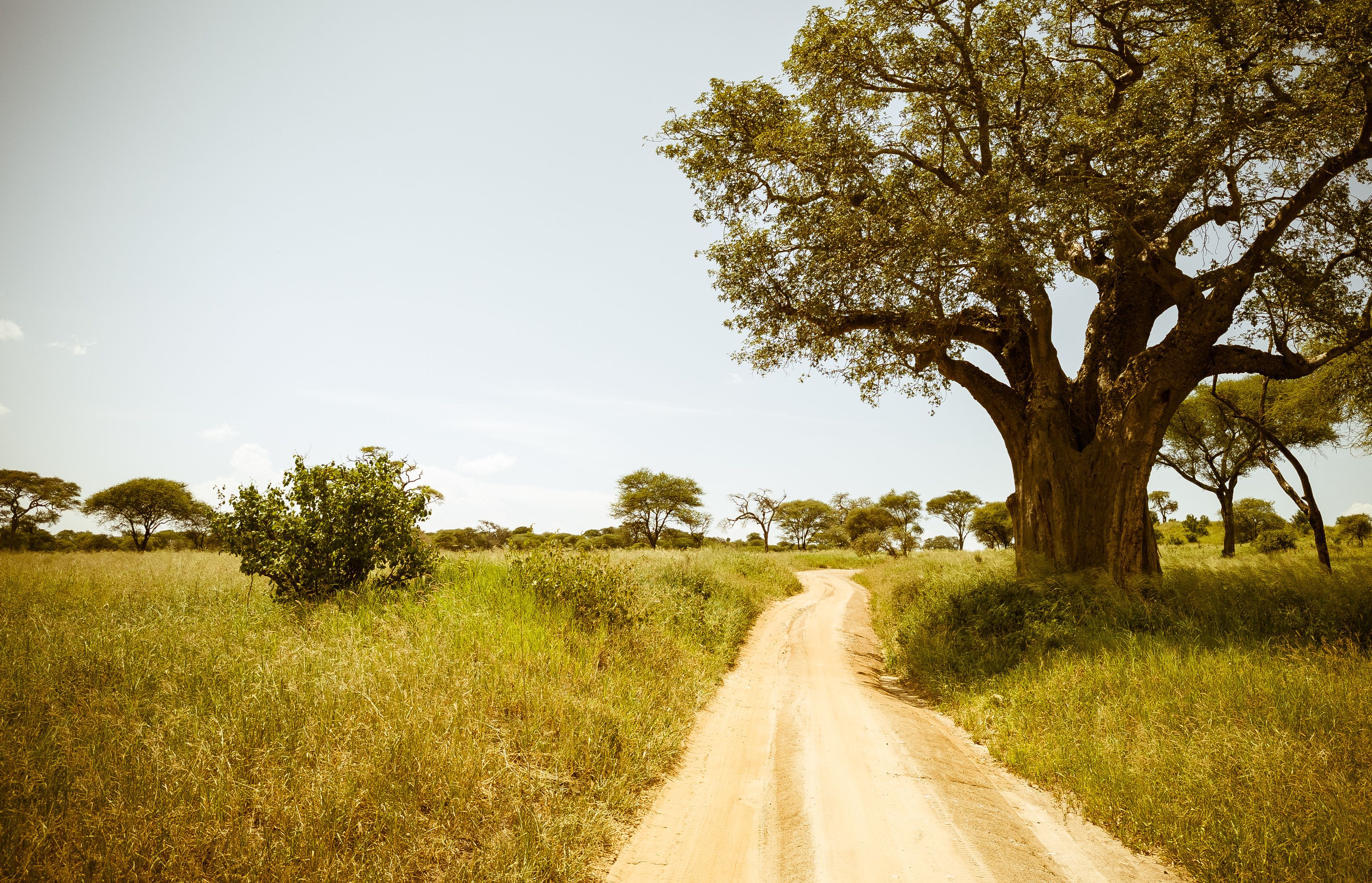 A dirt road in a grassy field with a large tree on the right.
