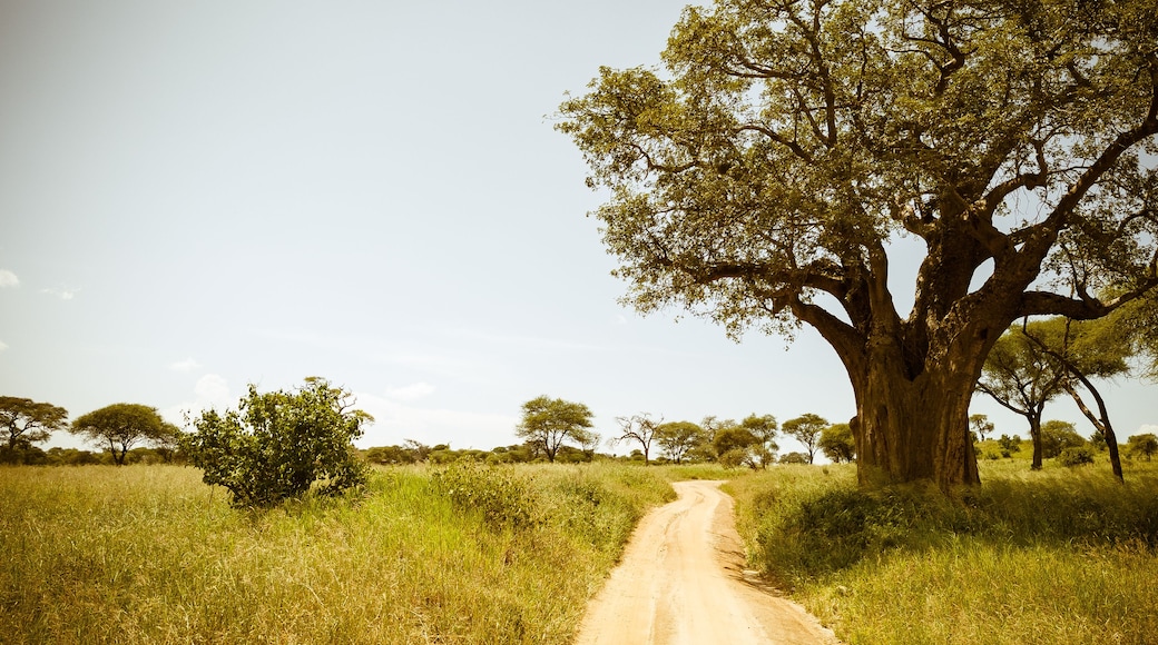 A dirt road in a grassy field with a large tree on the right.
