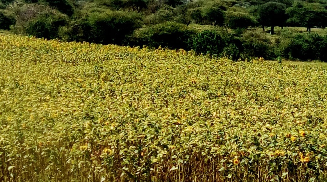 Mount Hanang,
Its a lovely place it took me the entire day hiking up and descending this rocky mountain.
I was looking for a specific species of bird. Its a nice place to be honest.
Mt.Hanang/birding trip/Manyara region/ fmbilinyi@gmail.com/ Tanzania.