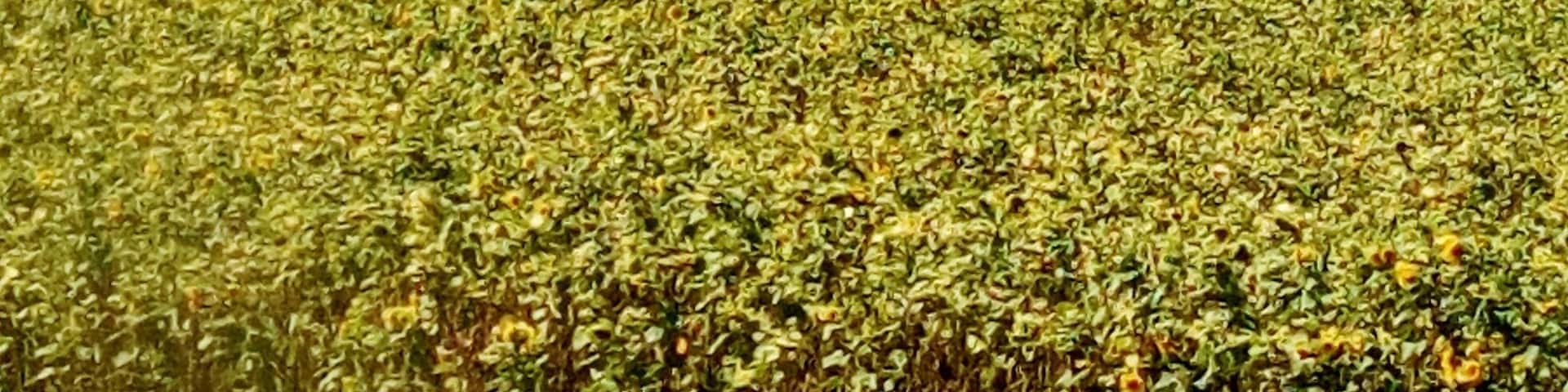 Mount Hanang,
Its a lovely place it took me the entire day hiking up and descending this rocky mountain.
I was looking for a specific species of bird. Its a nice place to be honest.
Mt.Hanang/birding trip/Manyara region/ fmbilinyi@gmail.com/ Tanzania.