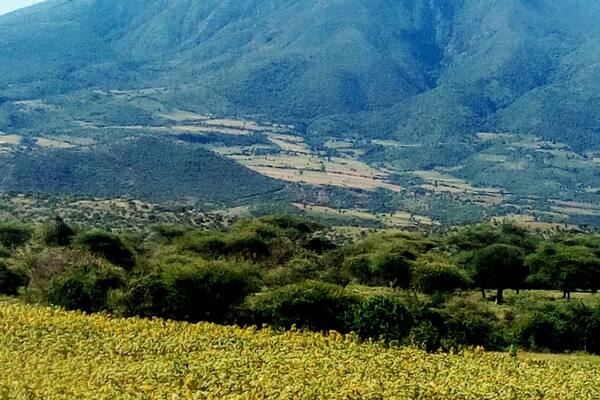 A mountain with a field of yellow flowers in the foreground.
