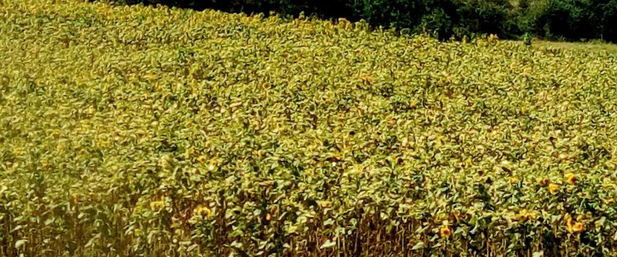 A mountain with a field of yellow flowers in the foreground.