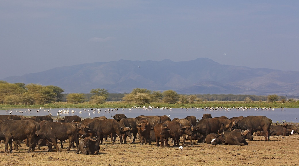 A herd of cattle grazing near a body of water with mountains in the background.