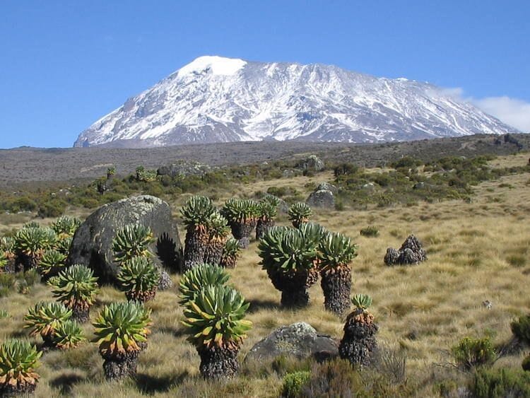 A mountainous landscape with a snow-capped peak and cacti in the foreground.