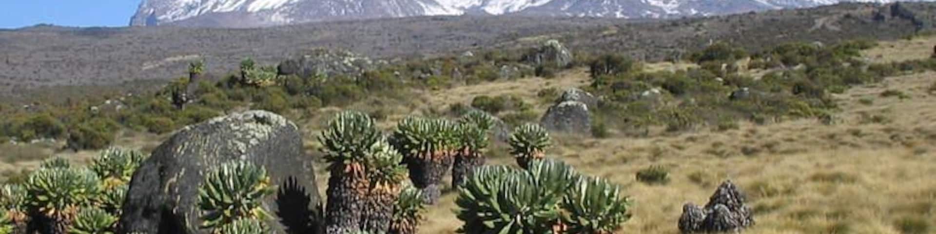 Un paysage montagneux avec un sommet enneigé et des cactus au premier plan.