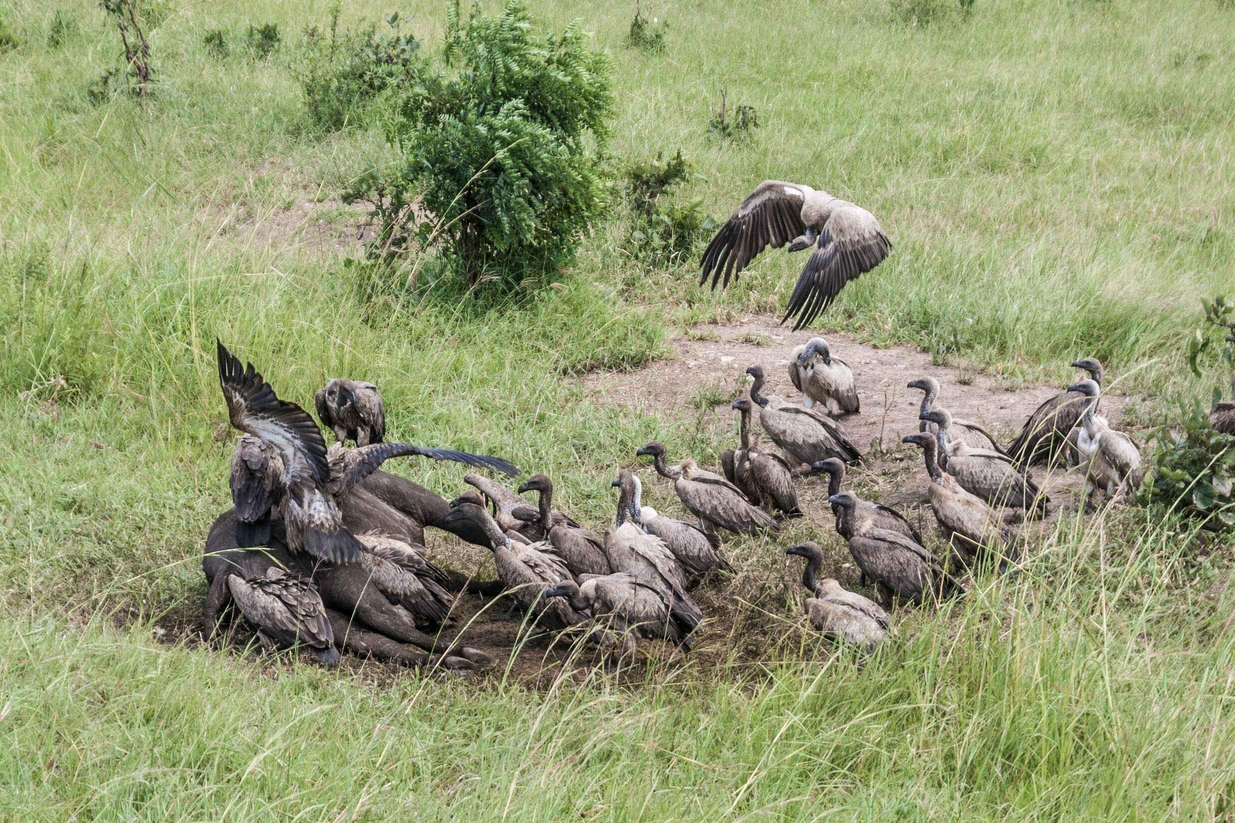 I’m not exactly sure where this photo was actually taken, sadly. It was definitely in Tanzania and definitely right by then side of a major road. The vultures were forming an impressively orderly queue to come and eat their fill of this decidedly smelly dead buffalo.
#LifeAtExpedia