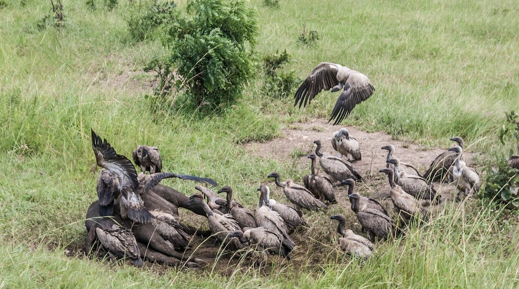 Iâm not exactly sure where this photo was actually taken, sadly. It was definitely in Tanzania and definitely right by then side of a major road. The vultures were forming an impressively orderly queue to come and eat their fill of this decidedly smelly dead buffalo.
#LifeAtExpedia