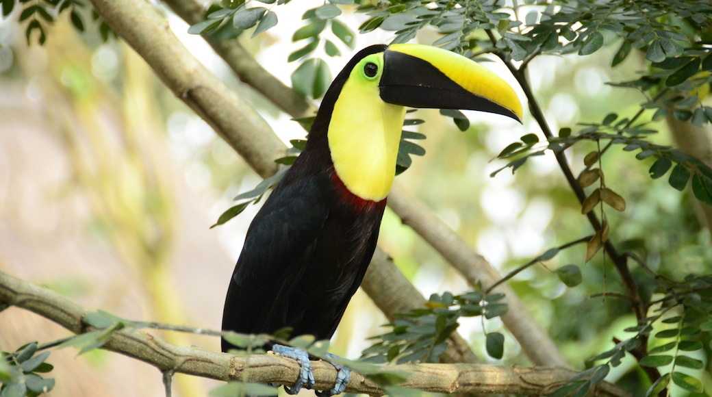 Ukumarin elÀintarha