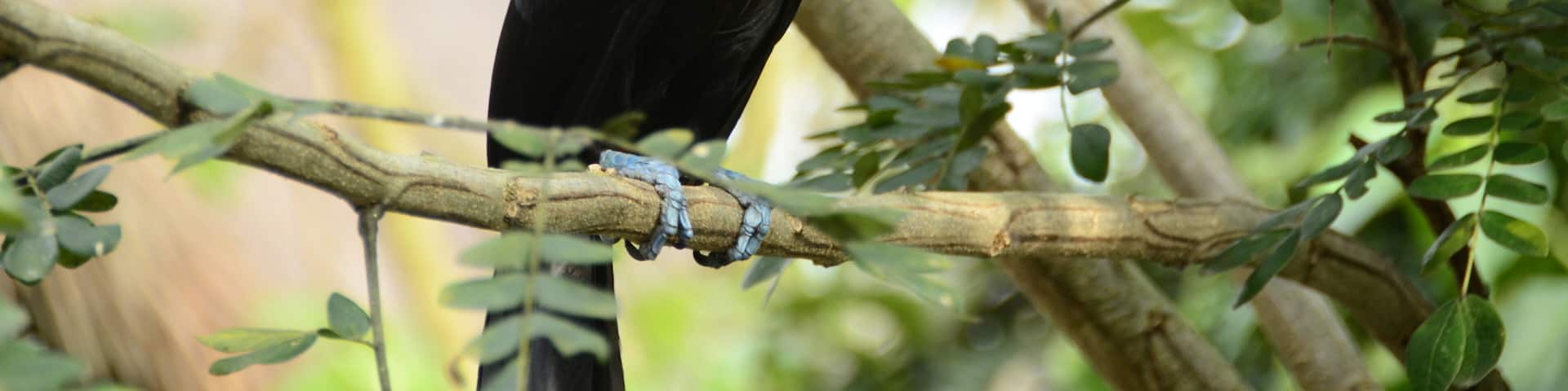 colorful toucan in the trees of the zoo ukumari colombia