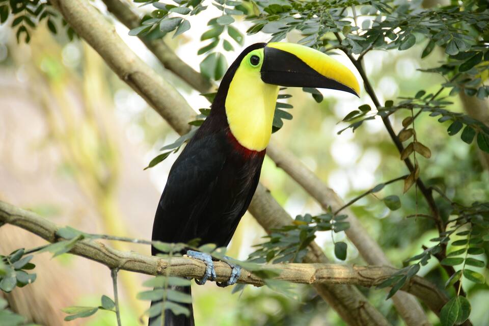A toucan perched on a tree branch.