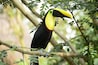 colorful toucan in the trees of the zoo ukumari colombia