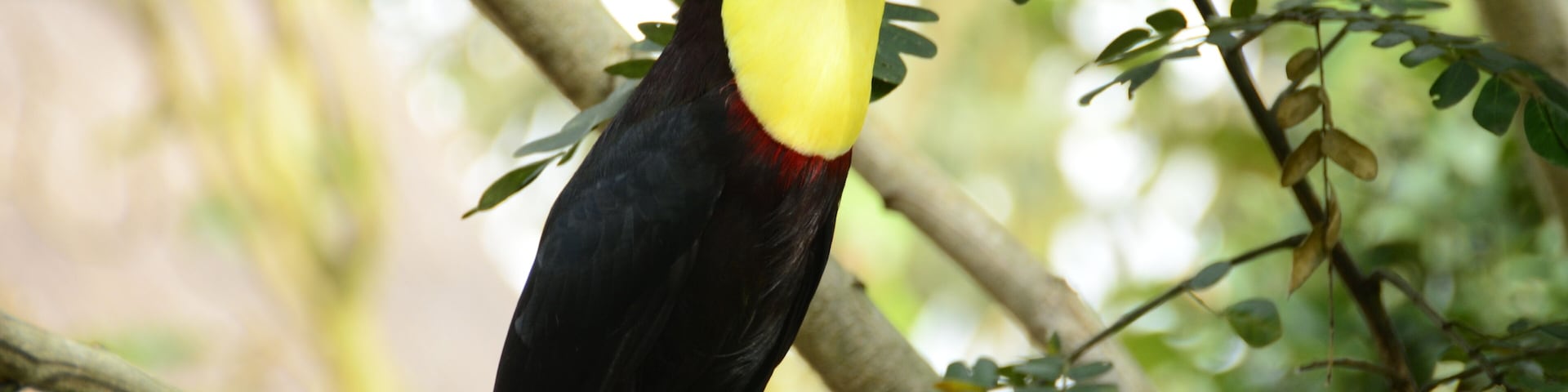 colorful toucan in the trees of the zoo ukumari colombia