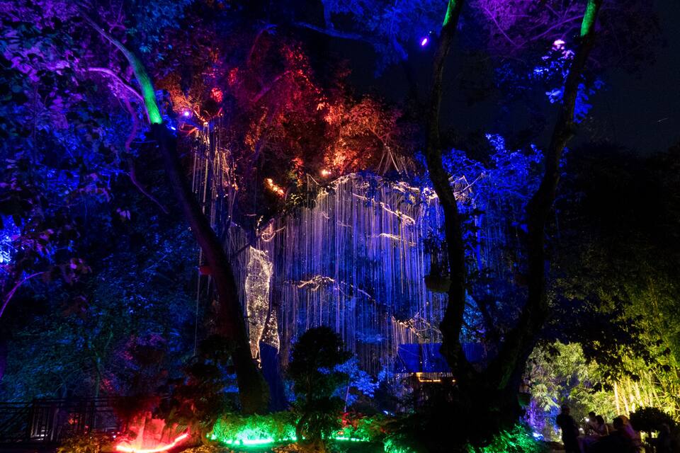 A forest illuminated with colorful lights, including hanging lights and ground lights.
