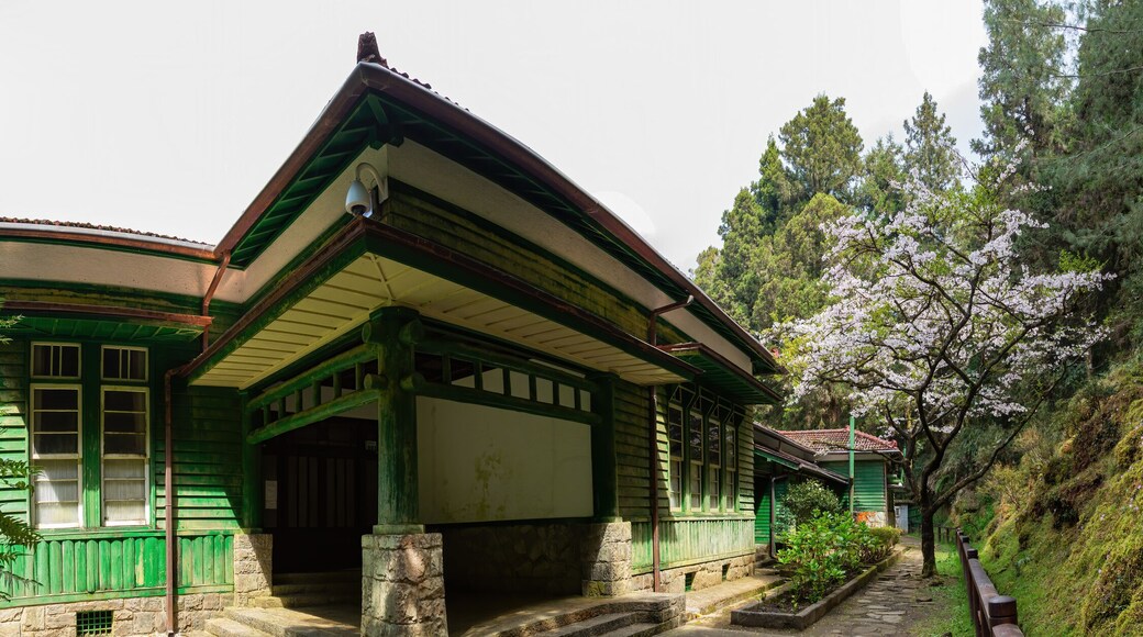 Cherry blossom and Japanese wooden building in Alishan National Forest Recreation Area