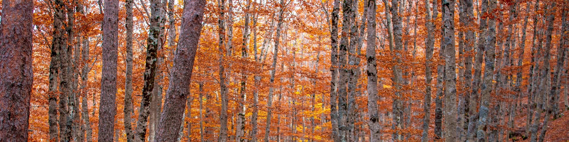 Autumn in the Hayedo de la Tejera Negra natural park