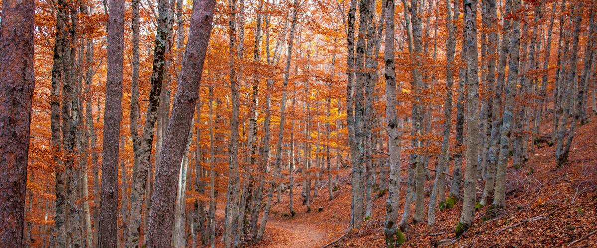 A forest path with trees and fallen leaves.