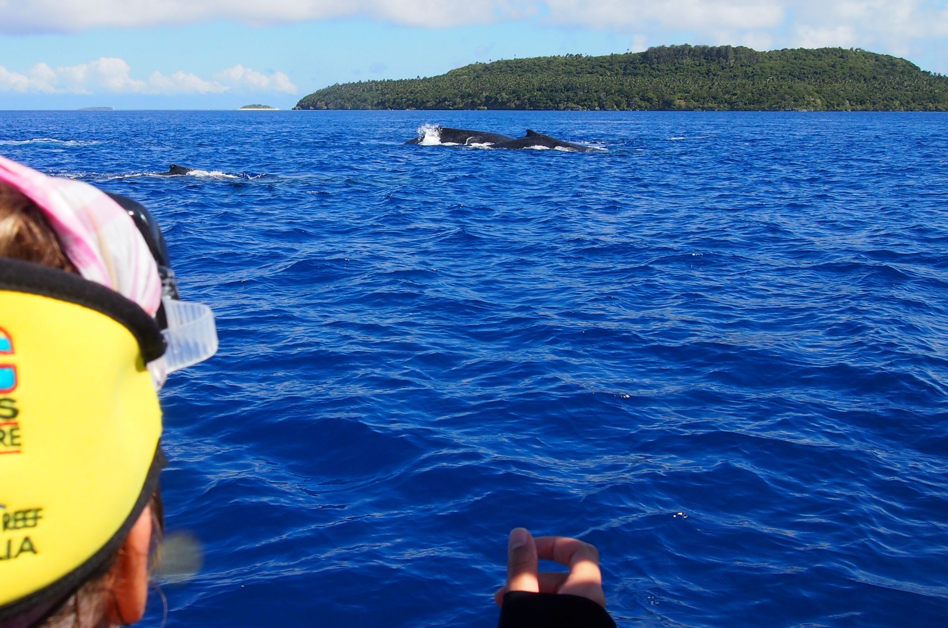 Whale watching, Neiafu, Vavau, Tonga