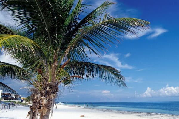 Close-up of palm tree on beach, Yucatan, Mexico
