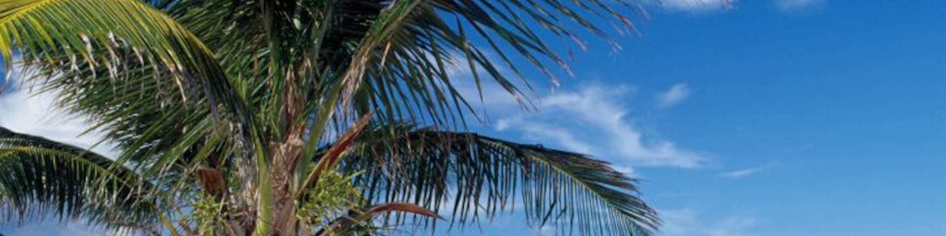 Close-up of palm tree on beach, Yucatan, Mexico
