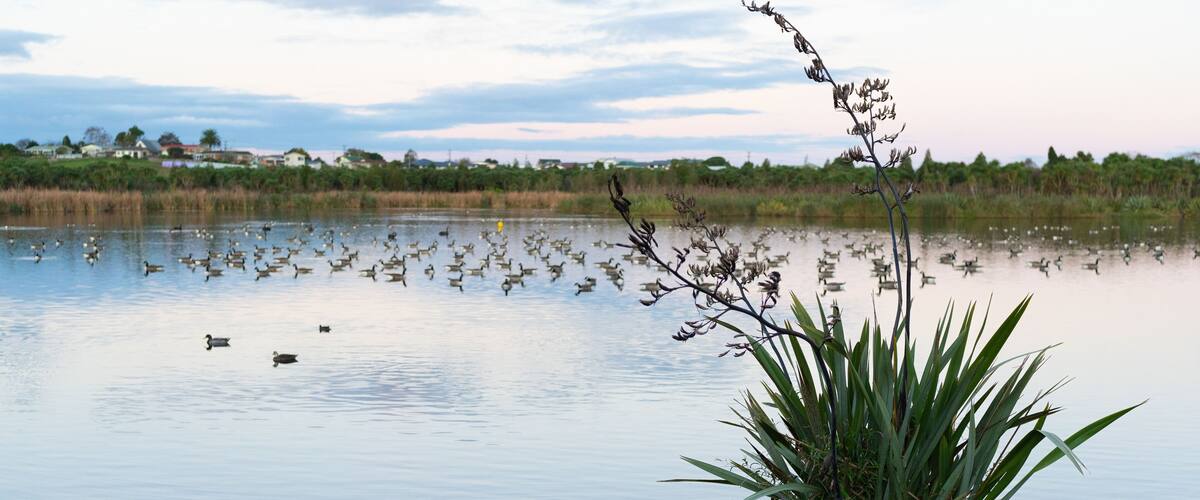 Waiwhakareke Natural Heritage Park in Hamilton, New Zealand