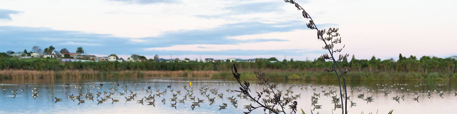 Waiwhakareke Natural Heritage Park in Hamilton, New Zealand