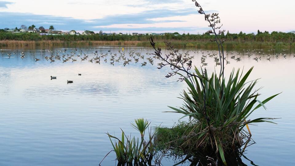 A calm lake with waterfowl and aquatic plants.