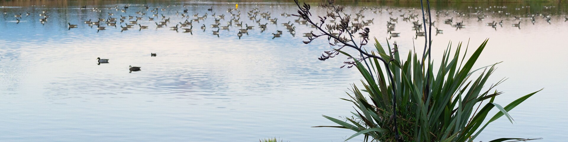 Waiwhakareke Natural Heritage Park in Hamilton, New Zealand