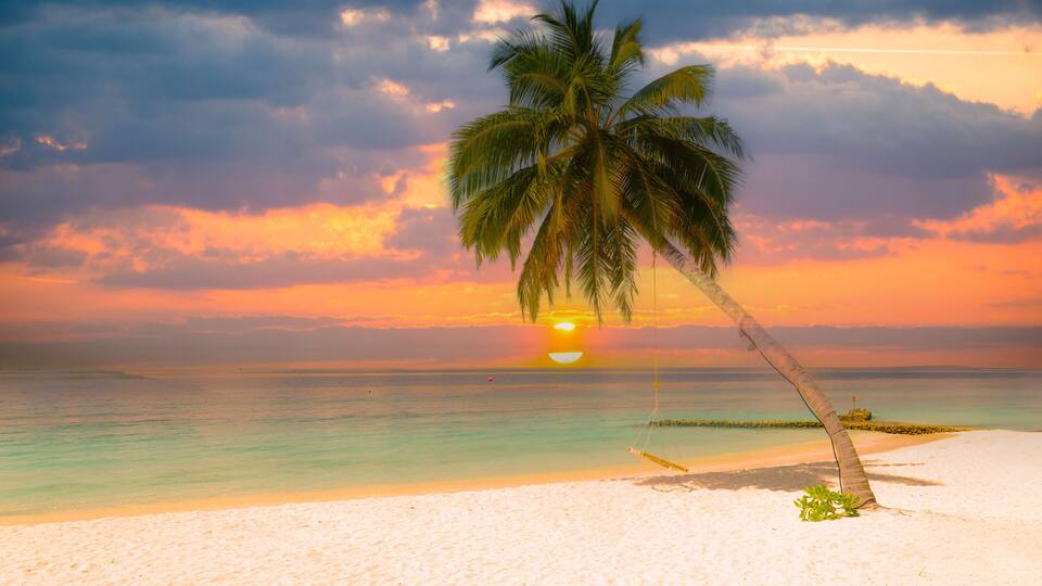 Dreamlike beach with palm trees in the Maldives. Baa Atoll, Asia