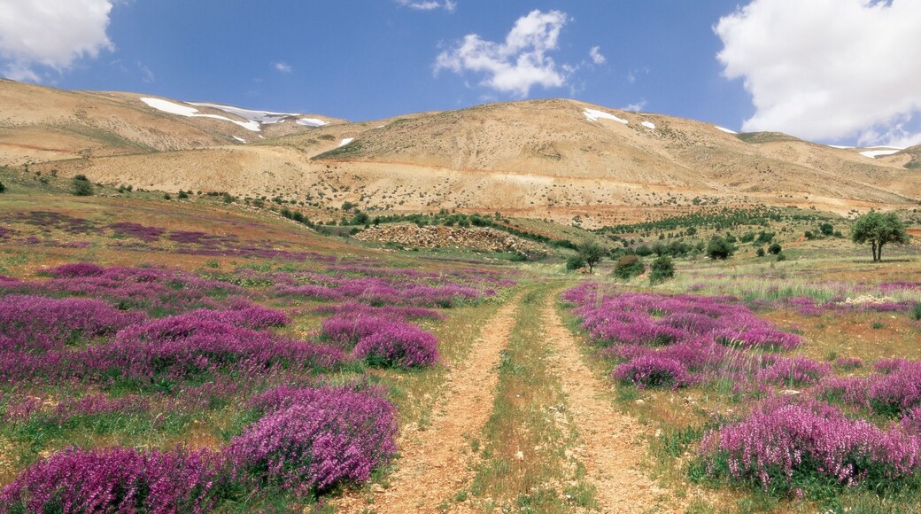 Lavender and spring flowers on road from the Bekaa Valley to the Mount Lebanon Range, Lebanon, Middle East