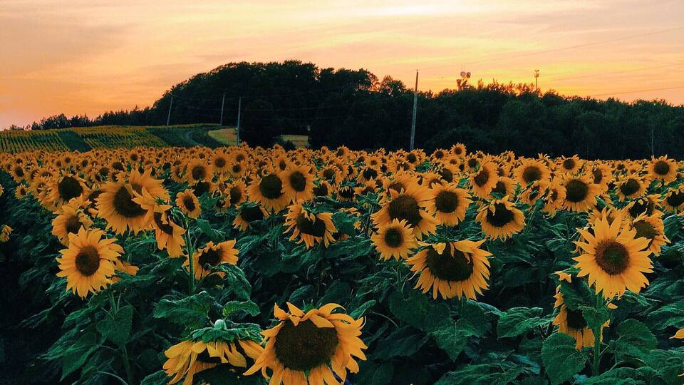 A sunflower field at sunset with a hill in the background.