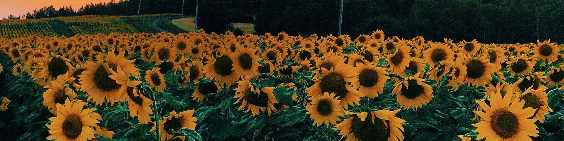 Beautiful #sunflower fields in Jacksonville