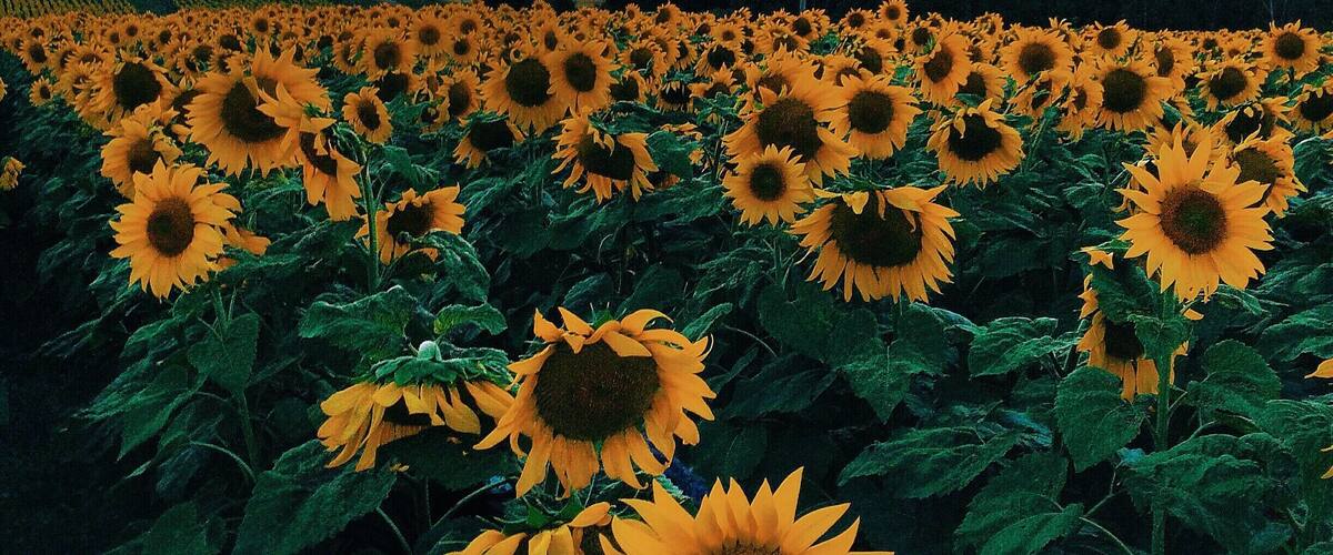 A sunflower field at sunset with a hill in the background.