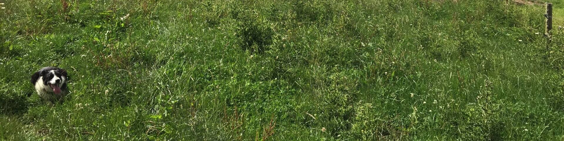 Another day at work, love my job love my girls. Love New Zealand. Rose the dog is eager to do some work.