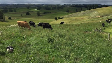 Another day at work, love my job love my girls. Love New Zealand. Rose the dog is eager to do some work.