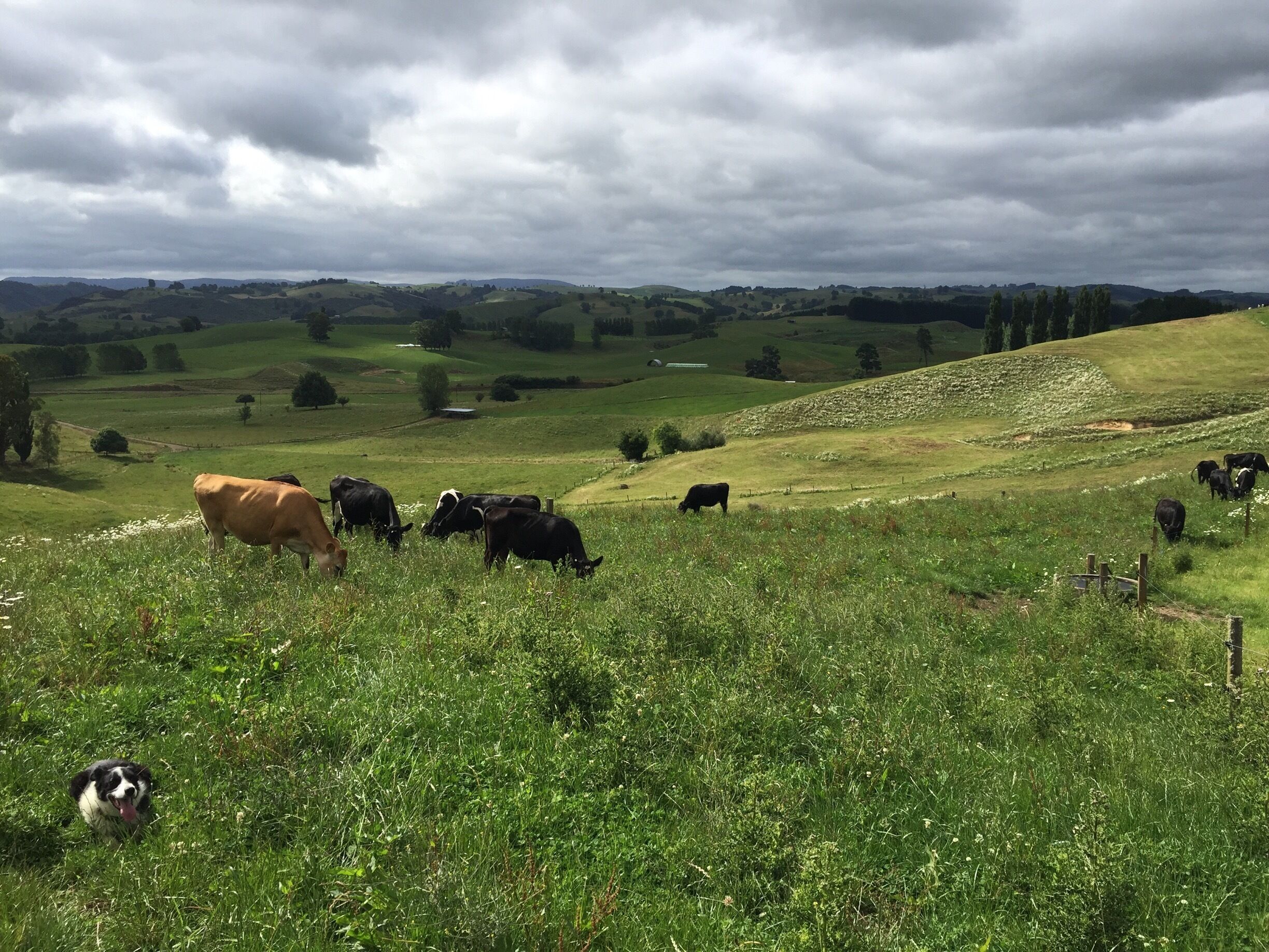 A grassy hillside with cows grazing and a dog in the foreground.