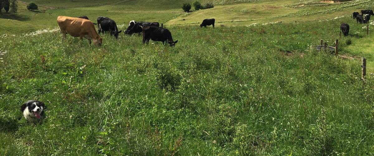 A grassy hillside with cows grazing and a dog in the foreground.