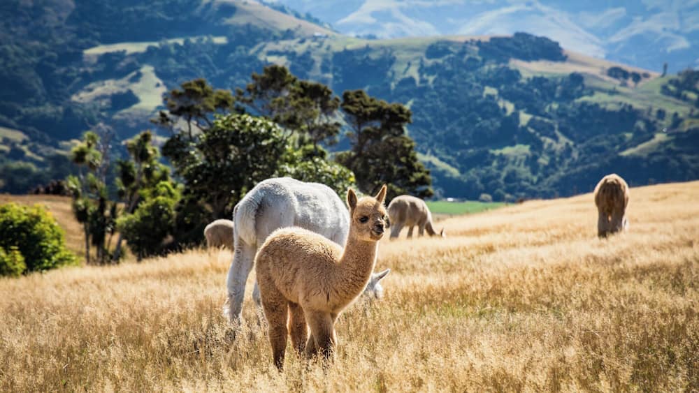 Visiting a local alpaca farm and buying their wool on Banks Peninsula, there are farm tours where you can meet and feed the champion alpacas and the views over the bays are outstanding