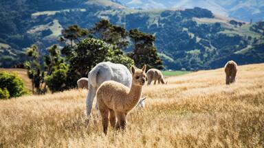 Una llama de pelaje blanco y marrón pastando en un campo con montañas al fondo.