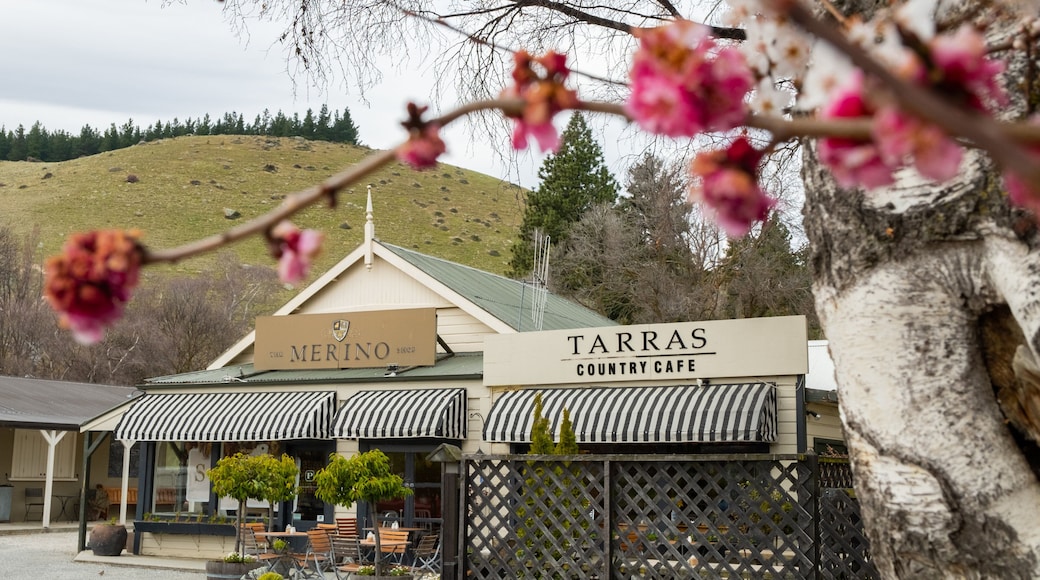 Tarras showing signage, a small town or village and wildflowers
