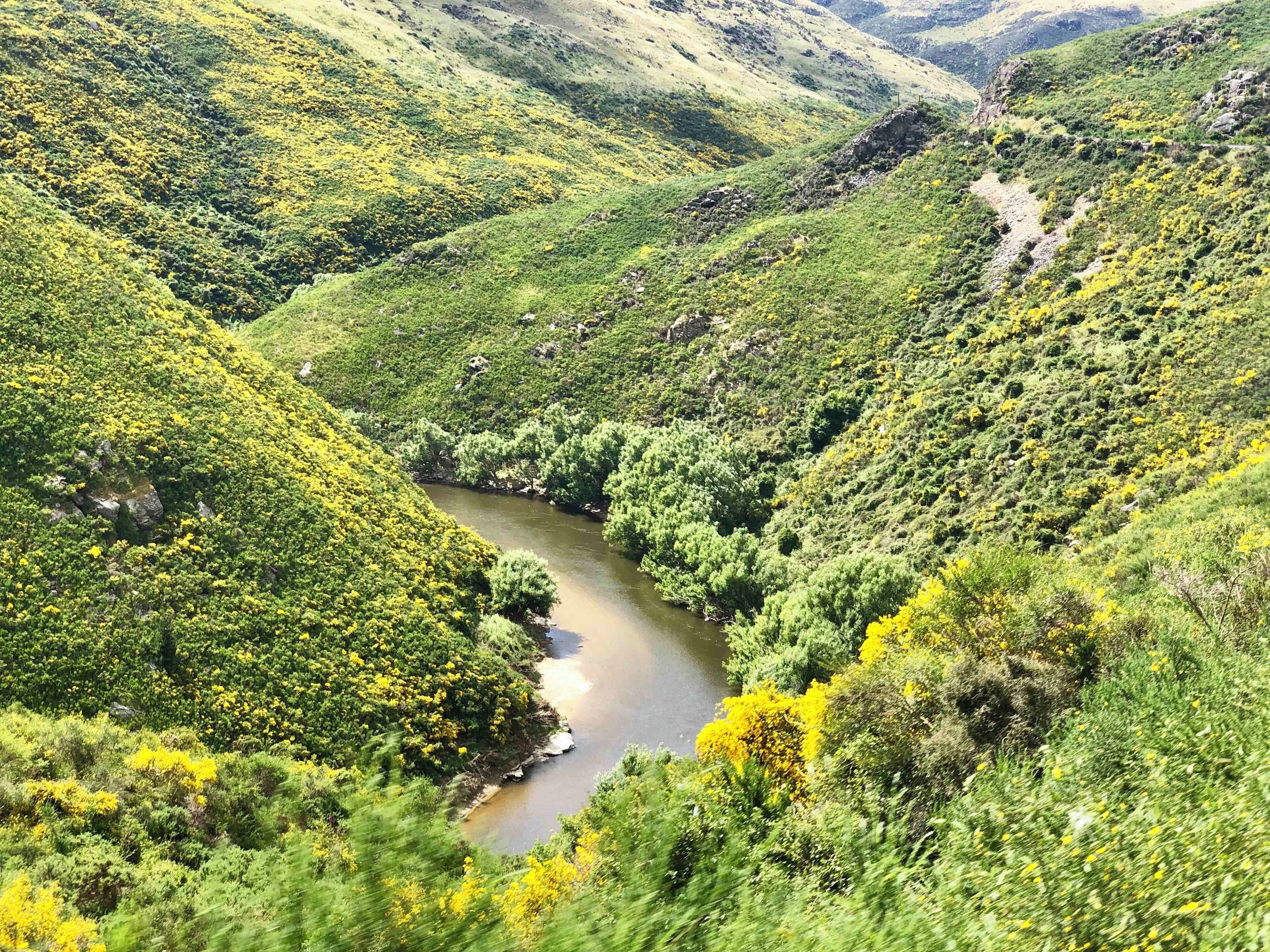 A river winding through a lush valley with dense greenery and yellow flowers.