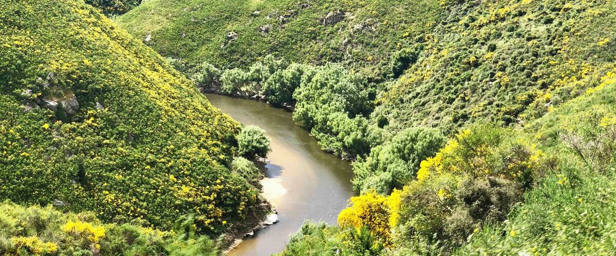 A river winding through a lush valley with dense greenery and yellow flowers.