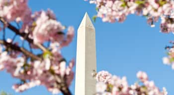 Washington Monument Surrounded Cherry Blossoms DC