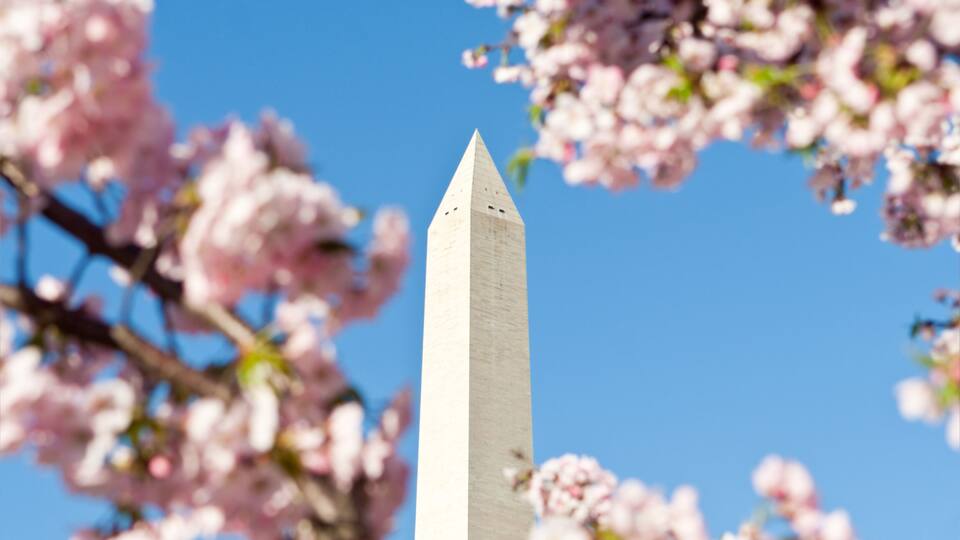 A tall, white obelisk with a pointed tip, surrounded by pink cherry blossoms against a clear blue sky.